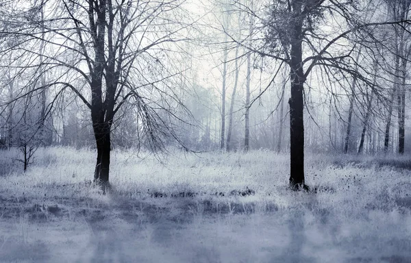 Wunderschöne Winterlandschaft mit zwei Linden und gefrostetem Gras — Stockfoto