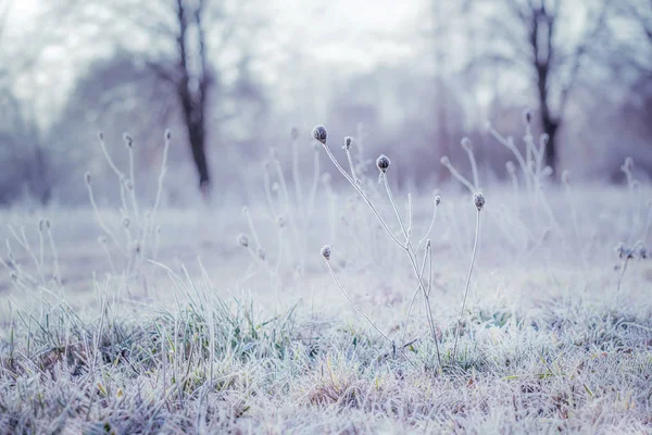 Hermoso paisaje de invierno con hierba esmerilada —  Fotos de Stock