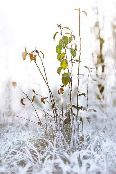 Folhas geadas verdes em um pequeno arbusto — Fotografia de Stock