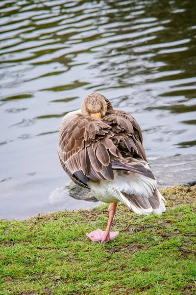 Greylag geese (Anser anser)  on a grass