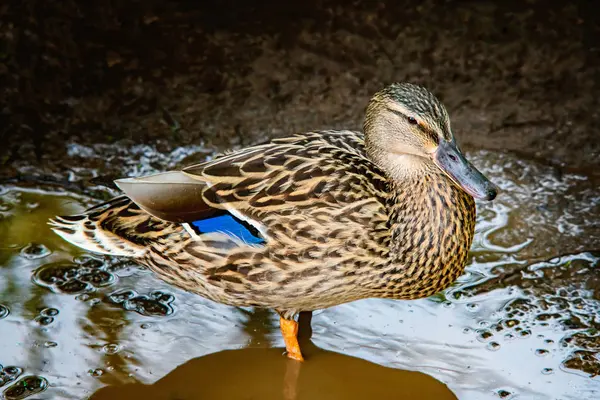 Pato en un agua cerca de la orilla — Foto de Stock