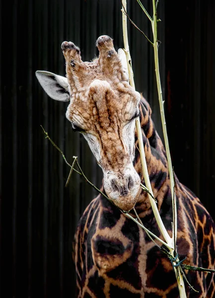 Portrait d'une girafe mangeuse — Photo