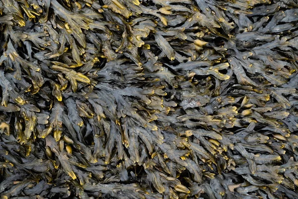 Морские водоросли Ирландии — стоковое фото