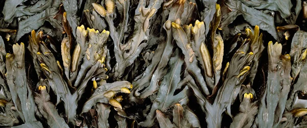 Irská rostlina mořských řas — Stock fotografie