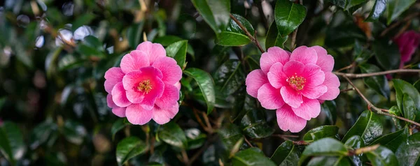 Deux fleurs de camélia rose — Photo