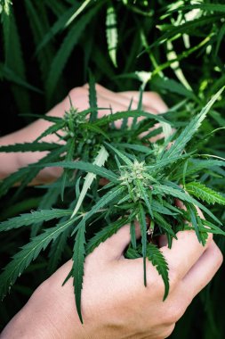 Kadın elleri kenevir tutuyor.