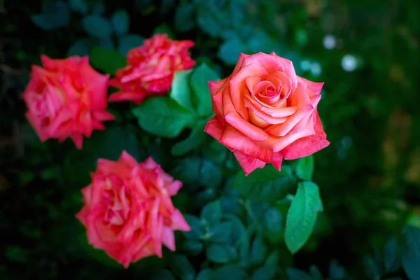 玫瑰的粉红色的花 — 图库照片