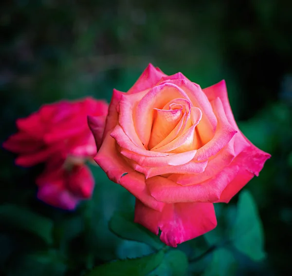 玫瑰的粉红色的花 — 图库照片