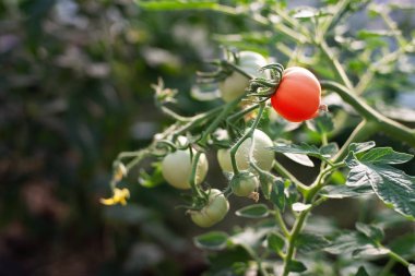 Bir kırmızı ve diğer yeşil domatesler dal üzerinde meyve