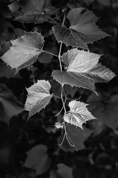 Belas folhas de uva em um ramo — Fotografia de Stock
