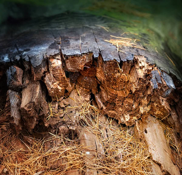 Final colorido del tronco podrido —  Fotos de Stock