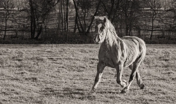 Ló az őszi füvön a reggeli fényben, fekete fehér — Stock Fotó