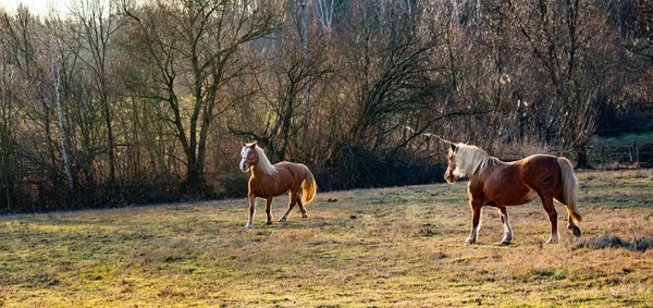 Panoramalandskap med två hästar på höstgräs — Stockfoto