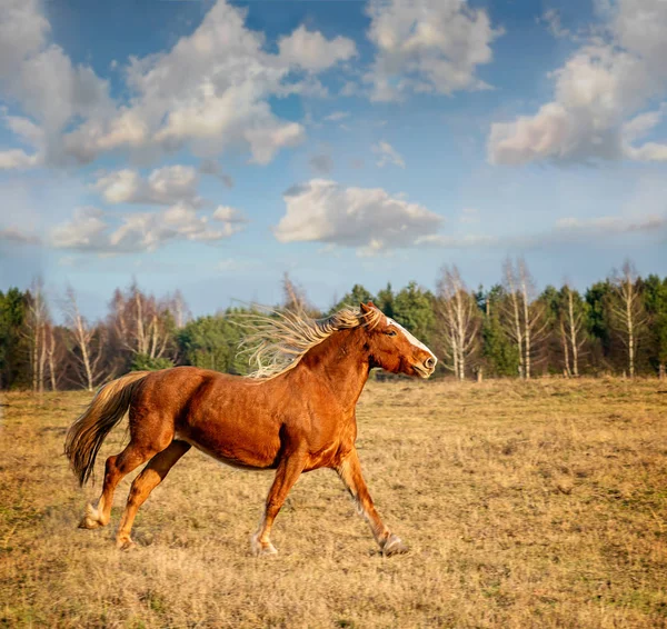 Napfényes táj futó lóval — Stock Fotó