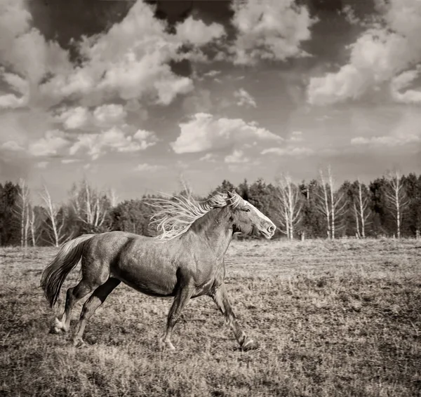Soligt landskap med löparhäst — Stockfoto