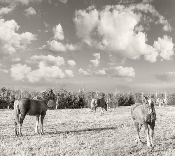 Fyra hästar på en äng en höst — Stockfoto