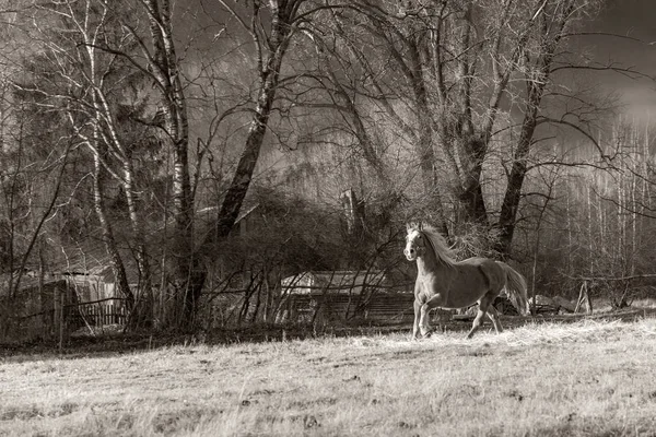 El caballo hermoso sobre la hierba otoñal por la tarde — Foto de Stock