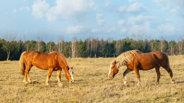 Beau paysage avec deux chevaux sur une herbe d'automne — Photo