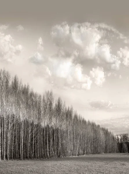 Kışın başında karsız huş ağaçlarının olduğu bir manzara — Stok fotoğraf