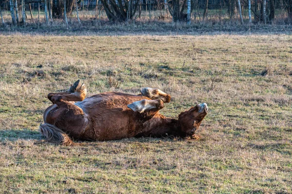 Horse lying on an autumn grass — Stock Photo, Image