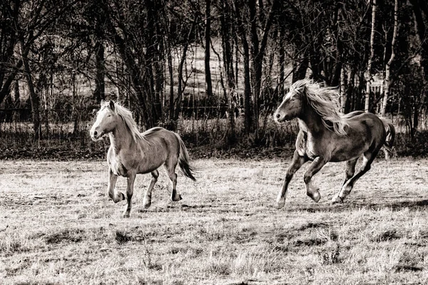Dwa konie biegające po jesiennej trawie — Zdjęcie stockowe