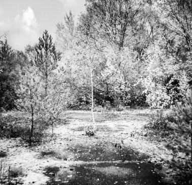 Siyah beyaz huş ağacıyla güzel bir sonbahar manzarası