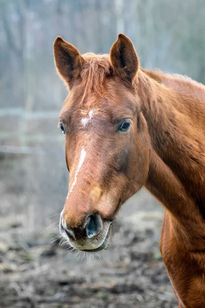 Портрет красивої коні — стокове фото