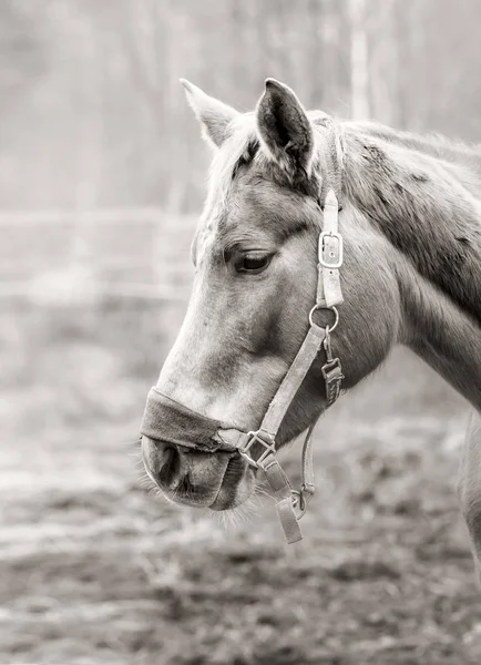 Belo retrato de cavalo — Fotografia de Stock