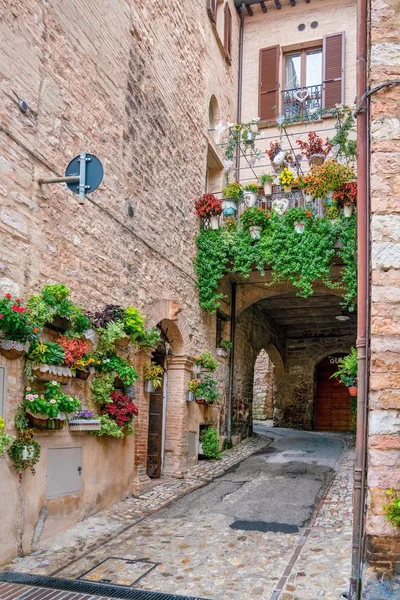 Smalle straat met diverse planten op muren — Stockfoto