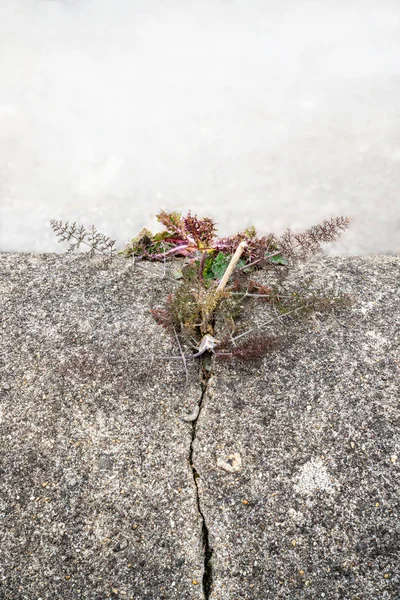 Plant growing in a concrete crack — Stock Photo, Image