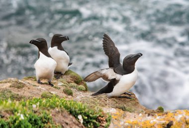 Saltee Adaları 'ndaki kayalarda üç ustura gagası.
