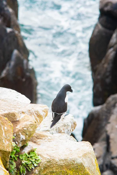 Razorbill en rocas en las Islas Saltee —  Fotos de Stock