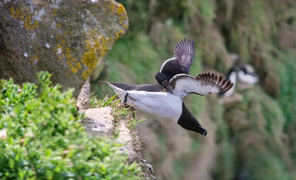 Razorbill en rocas en las Islas Saltee —  Fotos de Stock