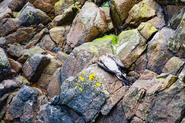 Ave muerta sobre rocas mojadas —  Fotos de Stock