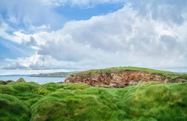 Beau paysage panoramique avec herbe printanière, falaise et vaches — Photo