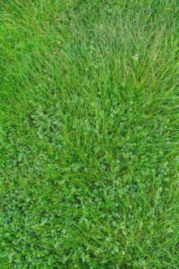 Baharda yeşil çimen