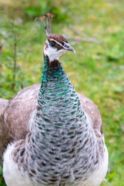Bahçedeki tavus kuşu kadın portresi 