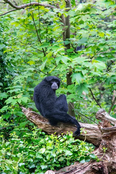 Siamang Gibbon majom — Stock Fotó