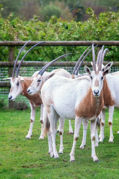 Oryx Scimitar antelopes — Stock Photo, Image