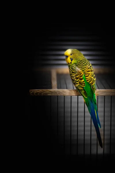Wavy parrot on a wooden cage in a black background — Stock Photo, Image