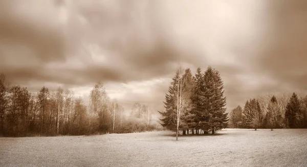 Kışın karsız ağaçlarla panoramik manzara — Stok fotoğraf