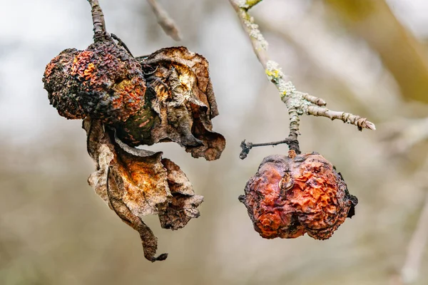 Старі Гнилі Яблука Сухе Листя Гілці Дерева Навесні — стокове фото