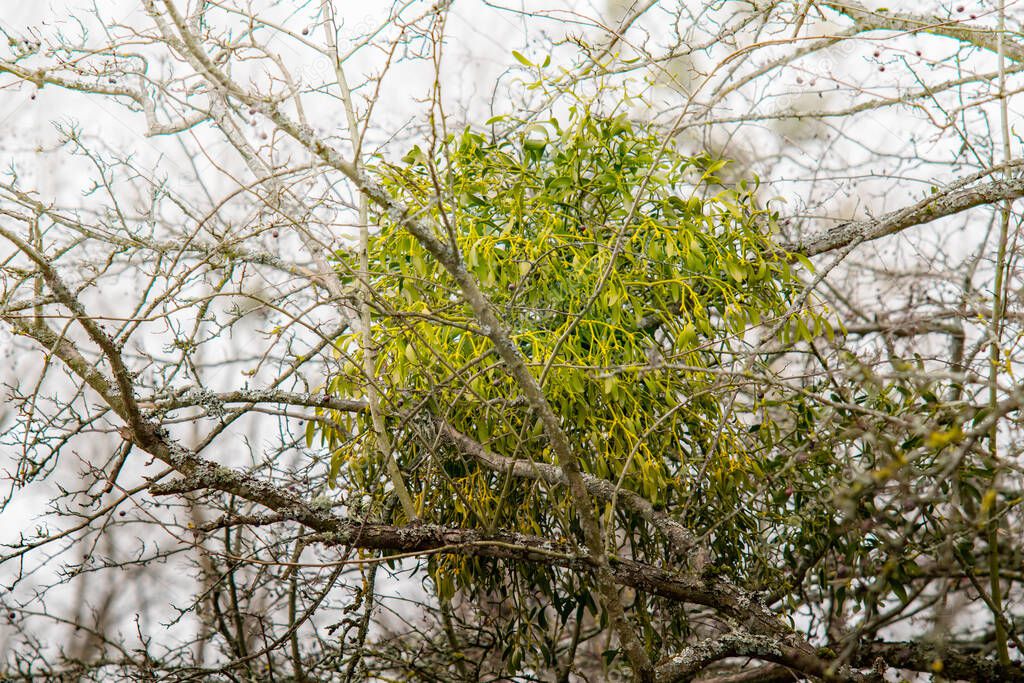 Green mistletoe on the  hawthorn bush with berries in early spring.