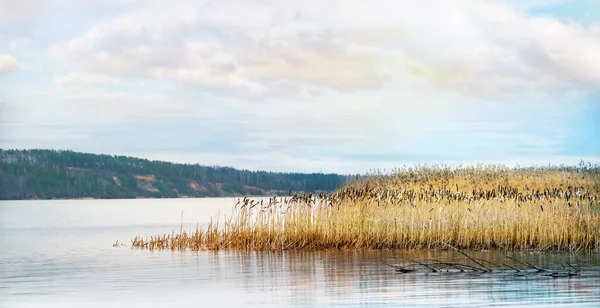 Blick Auf Den See Mit Rohrkolben Herbst Bewölkten Tagen — Stockfoto