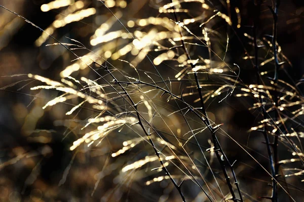 Близкий Вид Утреннего Солнечного Света Траву Осенью — стоковое фото