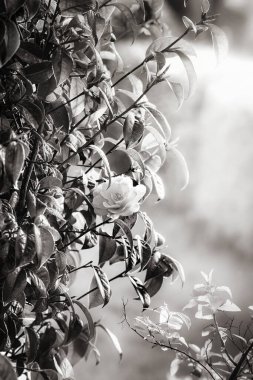Bahar güneşinde çiçek açan kamelya ağacı. Siyah beyaz.