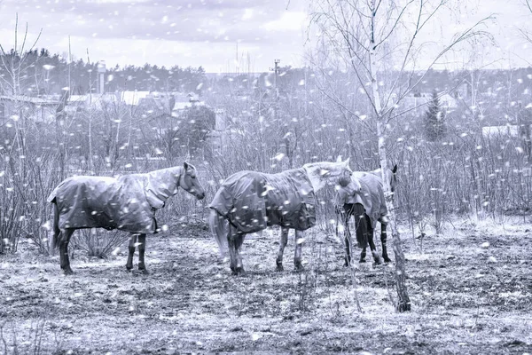 Три Лошади Лошадьми Снежный День Зимой — стоковое фото