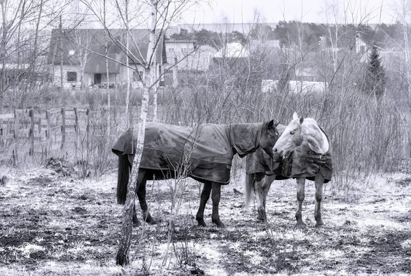 Starý Kůň Kaparisonem Zimním Oblačném Dni Černá Bílá — Stock fotografie