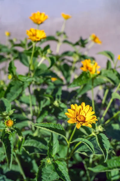 Heliopsis Flor Florecen Día Soleado Cerca — Foto de Stock