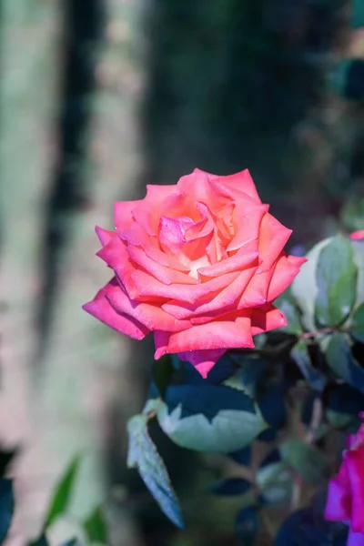 粉红色的玫瑰在阳光灿烂的日子绽放 靠近点 — 图库照片